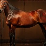 血統の秘密: 勝ち馬を見極める血統分析ガイド